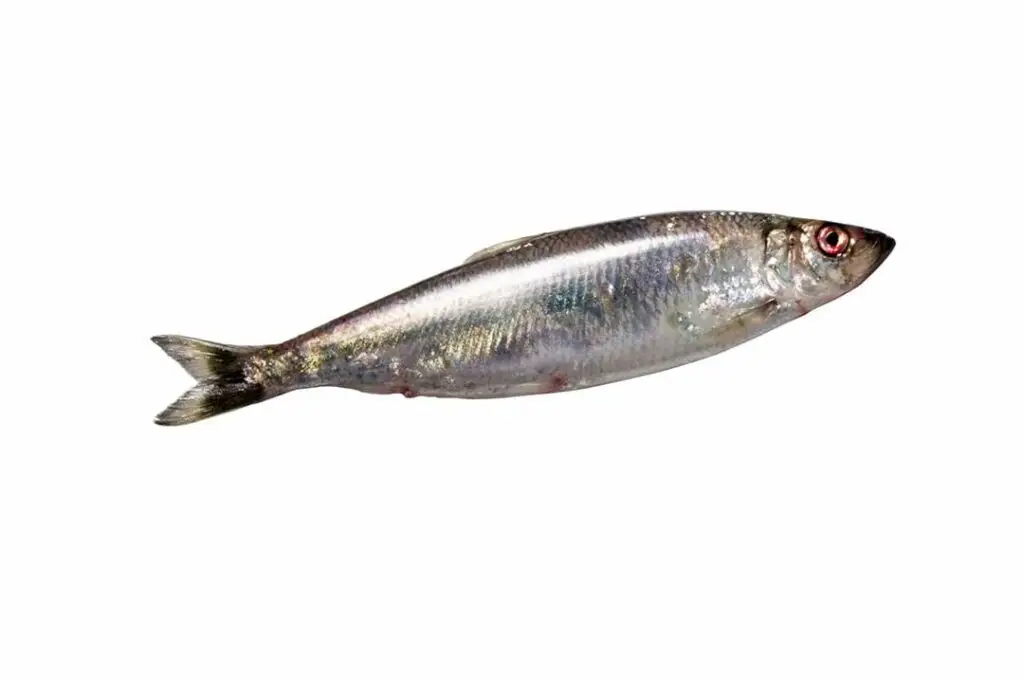 Le hareng HISSEZ HAUTS