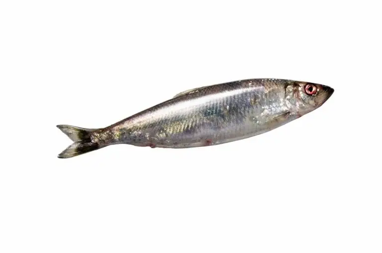 Le hareng HISSEZ HAUTS