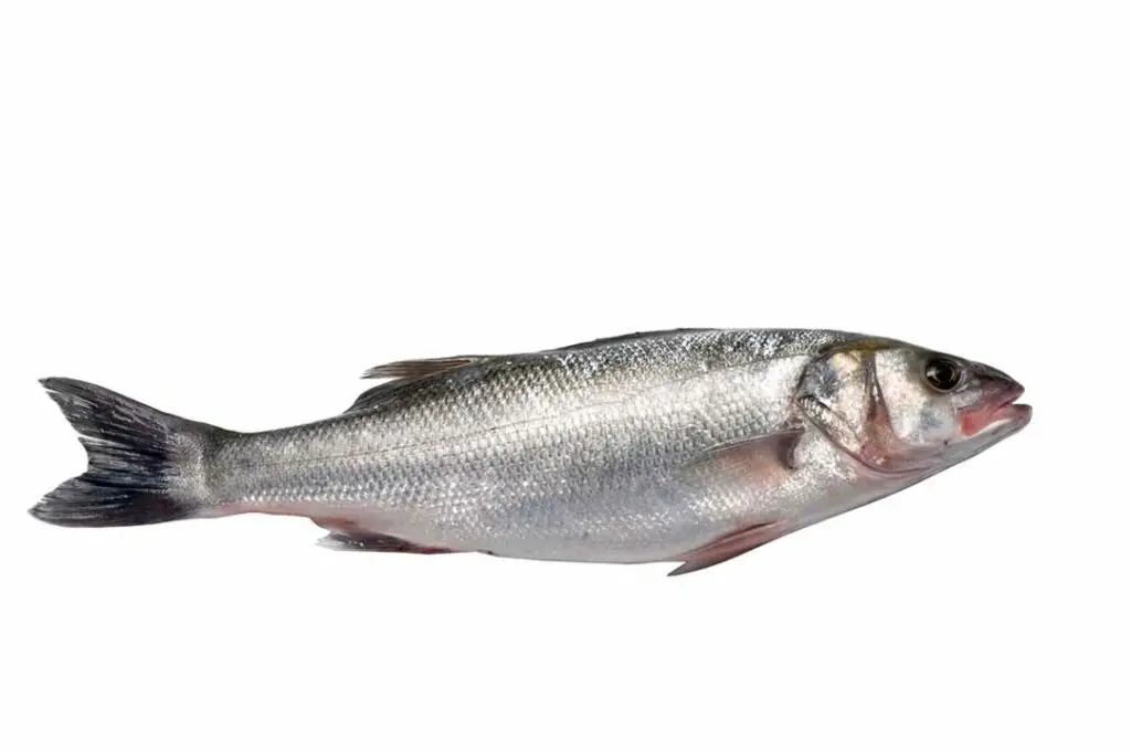 Bar d'élevage HISSEZ HAUTS