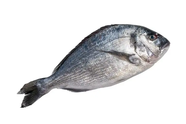 Dorade d'élevage HISSEZ HAUTS